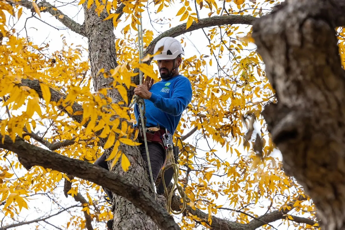 Skilled Tree Transplanting crew working in Sheldon